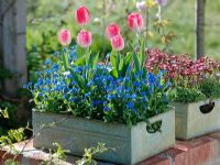 Tulipa 'Christmas Dream', Myosotis and Saxifraga arendsii in recycled metal containers  