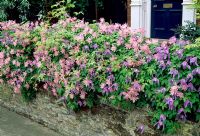 Clematis 'Markhams Pink' and 'Frances Rivis' growing over wall