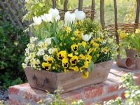Wooden planter with Tulipa 'White Dream', Erysimum 'Winter Sun', Viola wittrockiana 'Yellow with Blotch' - Pansies, Narcissus- Daffodils, Cytisus 'Allgold'