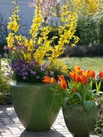 Forsythia 'Minigold', Erysimum POEM 'Lavender', 'Improved Winter Sorbet' and 'Winter Sun' and Tulipa 'Flair' in green glazed pots