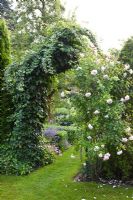 Rosa 'New Dawn' and Hedera helix on arch