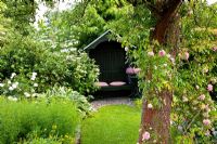 Country garden with climbing Rose on tree and arbour behind. Borders of Viburnum and Hosta
