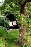 Country garden with climbing Rose on tree. Hosta and Viburnum in border 