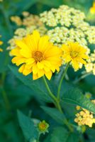 Heliopsis with Achillea 'Mondpagode'. July