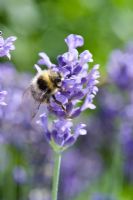 Lavandula - Lavender flower with bee