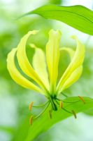 Gloriosa superba 'greenii'  - Glory Lily