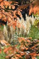 View through autumn foliage of Metasequoia glyptostroboides to Cortaderia selloana 'Pumila'