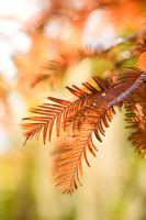 Metasequoia glyptostroboides. Autumn foliage of Dawn Redwood