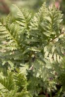 Polypodium vulgare 'Cornubiense'