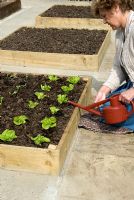 Woman watering newly pricked out lettuce plants in raised bed