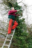 Man on ladder using long handled lopping shears to cut boughs on thorn hedge