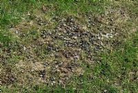 Wild rabbit droppings on lawn, showing adverse effect on grass