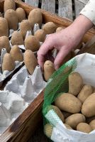 Placing seed potatoes 'Juliette' in egg boxes for chitting