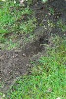 Rabbit damage to lawn caused by burrowing