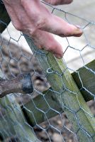 Stapling rabbit proof wire netting to wooden trellis