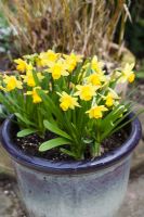 Container with Narcissus 'Tete a Tete' for early spring colour.  Pembury House, Clayton