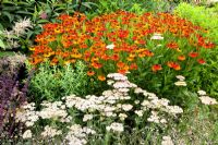 Achillea and Helenium 'Sahin's Early Flowerer'in mixed summer border 