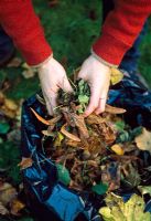 Clearing up fallen leaves from lawn in autumn