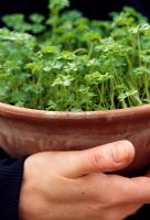 Person holding pot of herbs 