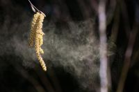 Betula utilis jacquemontii jermyn - Himalayan birch tree catkins releasing pollen