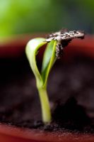 Zucchini - Courgette 'Midnight' hybrid plant seedling discarding its seed case