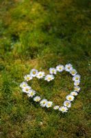 Bellis perennis - Daisy flowers in heart shape