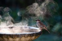 Passer Domesticus - Male House sparrow on a bird bath on a sunny cold frosty morning in an English garden, UK