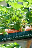 Fragaria - Strawberry plants growing in Organic peat free multi purpose compost 