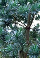Leucadendron argenteum in Tresco Abbey Garden