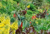 Aeonium atropurpeum and Aloe arborescens in mixed border - Tresco Abbey Garden 