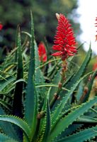 Aloe arborescens at Tresco Abbey Garden in March
