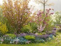 Spring border with Prunus 'Kanzan' and 'Triloba', Myosotis, Erysimum Poem 'Lavender', Viola wittrockiana, Viola cornuta, Tulipa 'Ballade', Euphorbia, Bellis, Hedera and Tiarella 