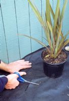 Planting a seaside border - Cutting weed suppressant to plant Phormium