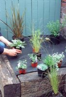 Planting a seaside border. Positioning plants before planting