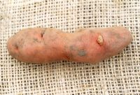 Knobbly Potato on hessian surface