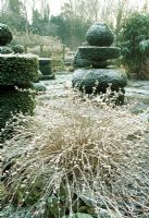 Caryopteris in winter garden