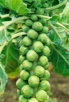 Brassica - Brussels sprout 'Topline'