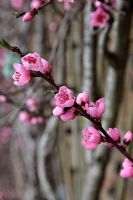 Prunus persica 'Rochester' AGM - Peach Blossom