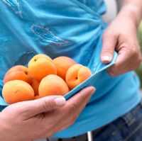 Collecting apricots