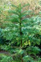 Wollemia nobilis - The Sir Harold Hillier Gardens, Hampshire County Council, Romsey, Hants