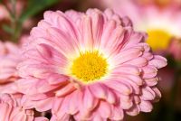 Chrysanthemum 'Nell Gwyn'