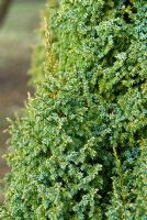 Juniperus pingii var. wilsonii 'Loderi'. The Sir Harold Hillier Gardens/Hampshire County Council, Romsey, Hants, UK