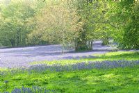 Carpet of bluebells in Parc Lye - Enys Gardens, St Gluvias, Penryn, Cornwall