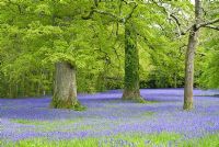 Carpet of bluebells in Parc Lye - Enys Gardens, St Gluvias, Penryn, Cornwall