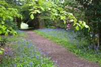 Path through bluebell covered ground - Enys Gardens, St Gluvias, Penryn, Cornwall, UK