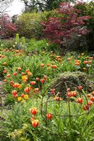 Tulipa 'Apeldoorn's Elite' in hot spring border with Erysimum cheiri 'Cloth of Gold', rusted iron lobster pots and emerging poppy foliage, behind Acer purpurea - Northend
