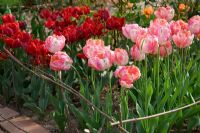 Tulipa 'Apricot Parrot' and 'Rococo' in the cutting garden - Northend
