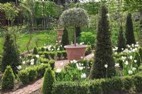Parterre with Buxus edged beds of Tulipa 'Spring Green', Florosa', 'Groenland' and 'Super Parrot', Yew pyramids and standard variegated Holly tree in large terracotta pot - Northend