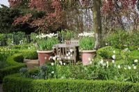 Parterre edged with Buxus filled with Tulipa 'White Triumphator' under a copper Beech tree, large terracotta pots with Tulipa 'White Triumphator' - Northend