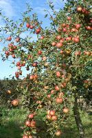 Malus 'Discovery' - Organic apple tree laden with fruit in October, Suffolk